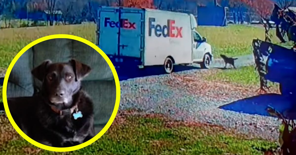 Bear, dog run over by FedEx in hit-and-run (WJHL)