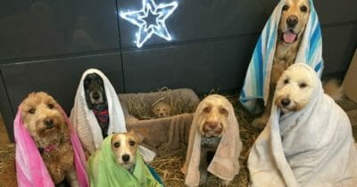 Nacimiento canino