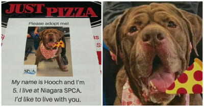 perros en cajas de pizza