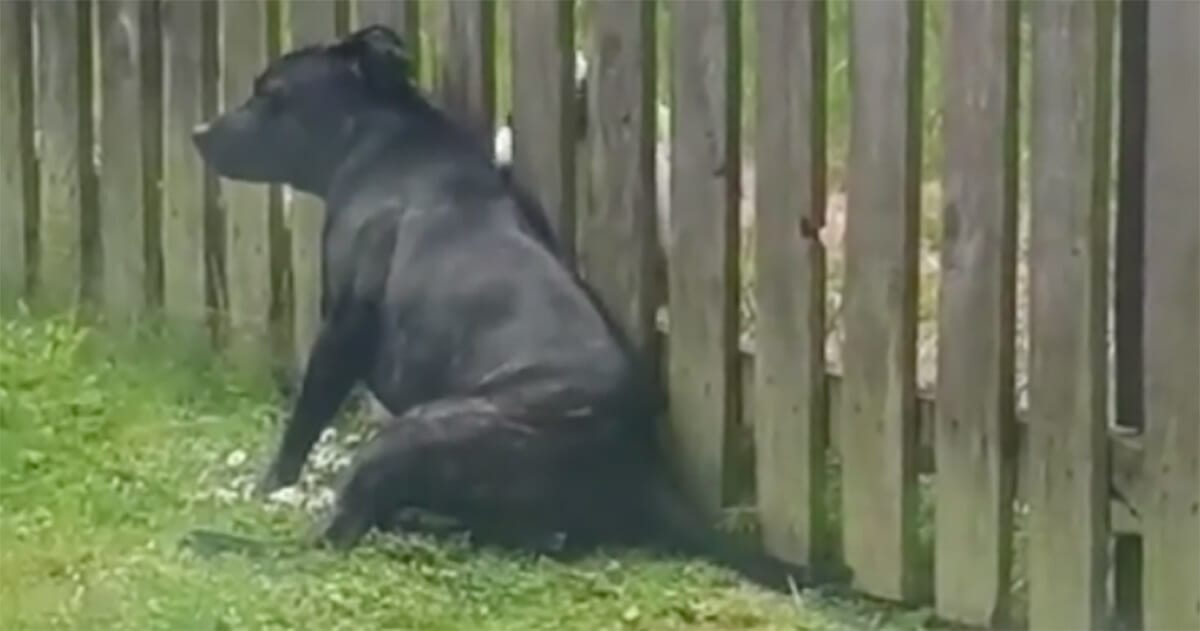 beaù