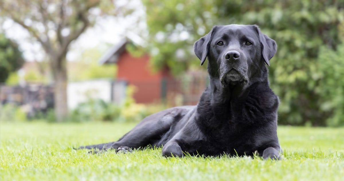 labradori