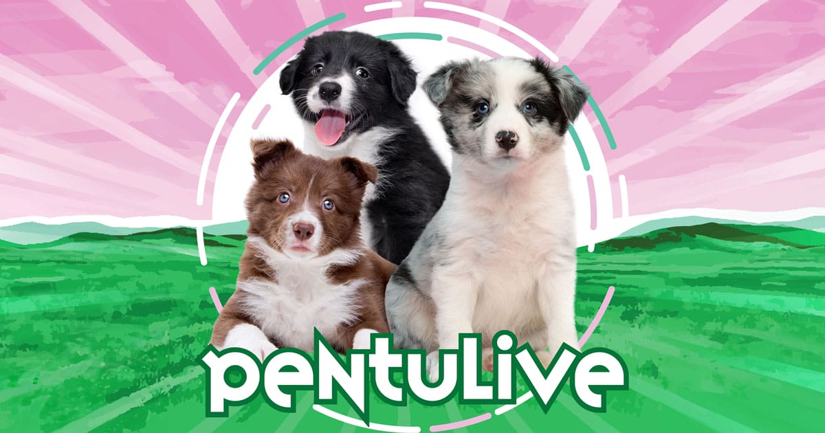 pentulive on taas täällä